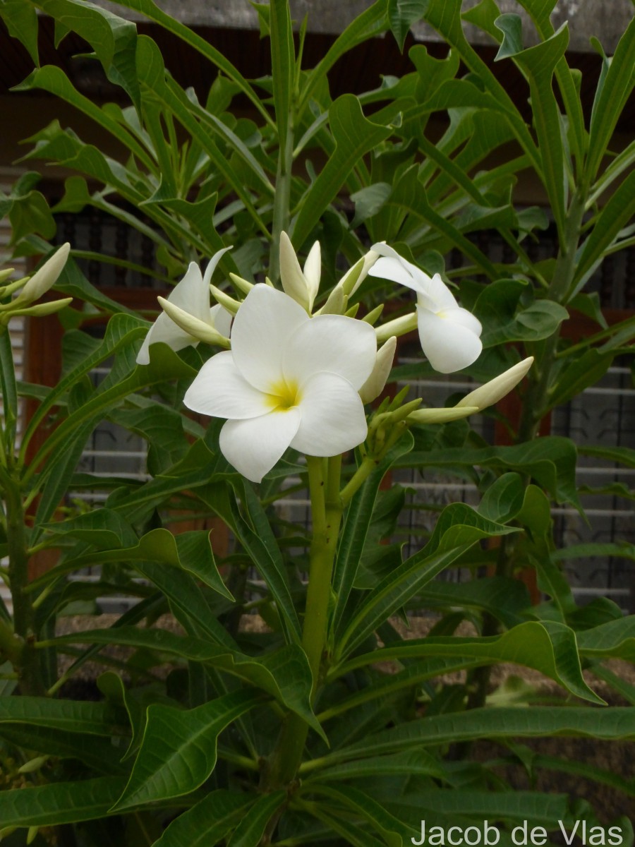 Plumeria pudica Jacq.